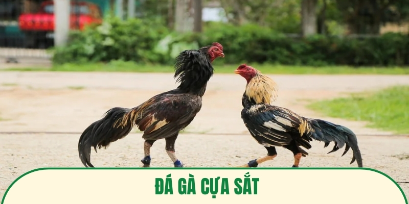 ảnh đại diện đá gà cựa sắt